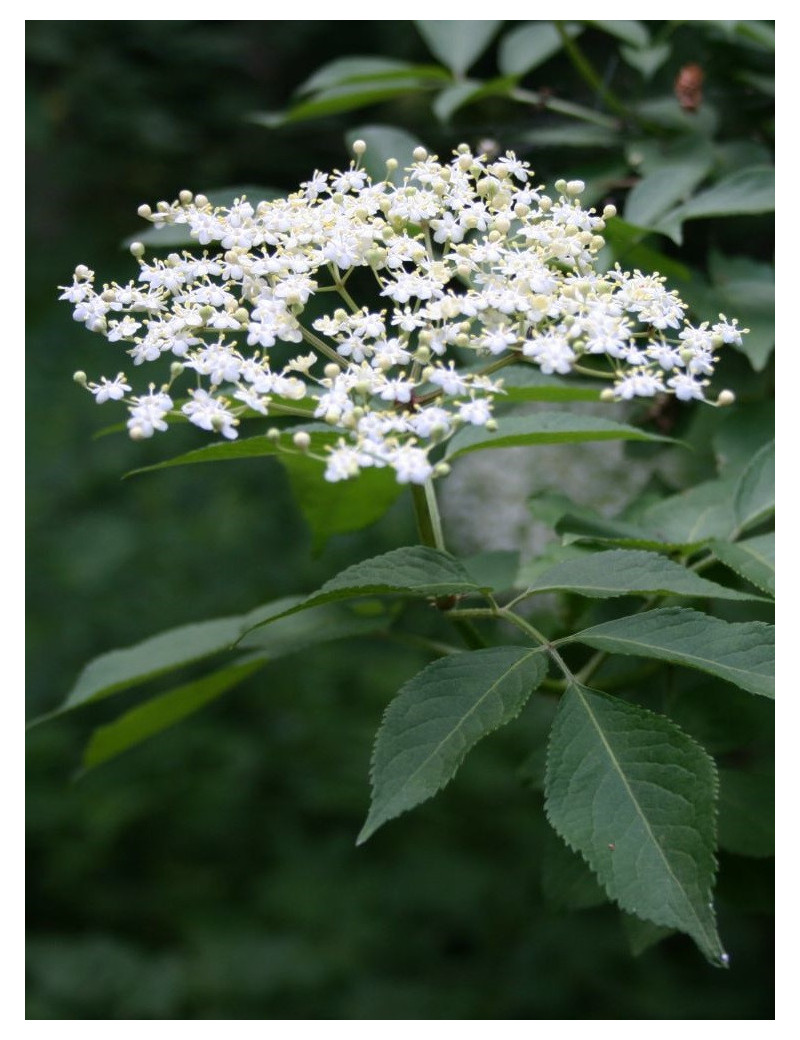 SAMBUCUS nigra