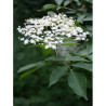 SAMBUCUS nigra