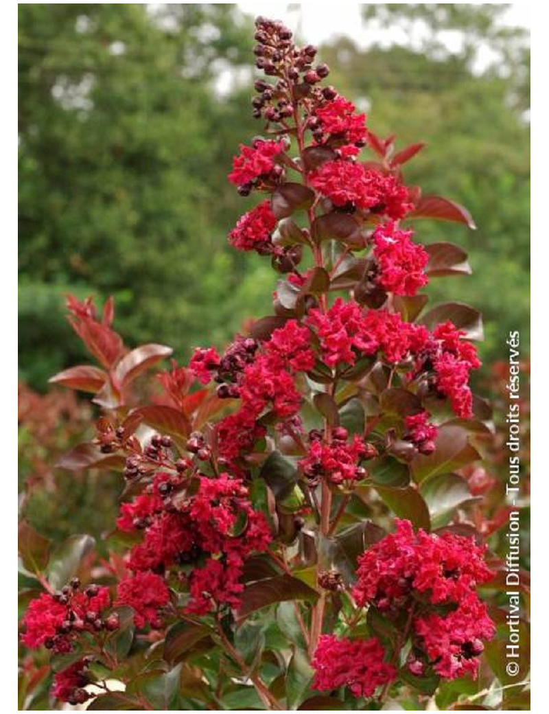 LAGERSTROEMIA DYNAMITE