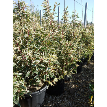 PRUNUS lusitanica VARIEGATA 