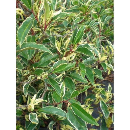 PRUNUS lusitanica VARIEGATA 