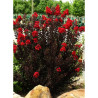 LAGERSTROEMIA BLACK SOLITAIRE BEST RED