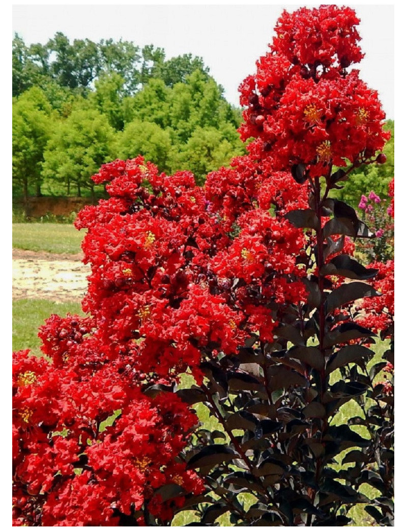 LAGERSTROEMIA BLACK SOLITAIRE BEST RED