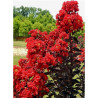 LAGERSTROEMIA BLACK SOLITAIRE BEST RED