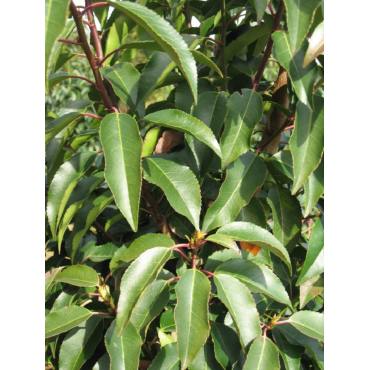 Topiaire (Plante taillée) - PRUNUS lusitanica (Laurier du Portugal)