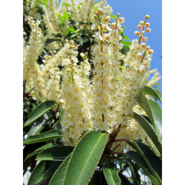 Topiaire (Plante taillée) - PRUNUS lusitanica (Laurier du Portugal)