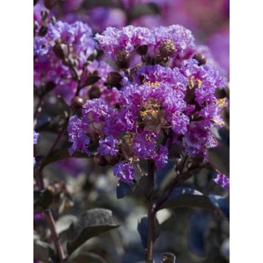 LAGERSTROEMIA BLACK SOLITAIRE LAVENDER LACE