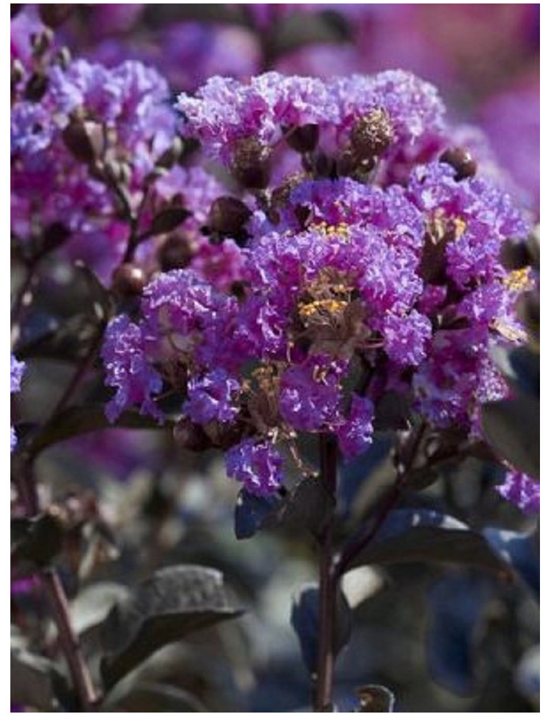 LAGERSTROEMIA BLACK SOLITAIRE LAVENDER LACE