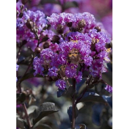 LAGERSTROEMIA BLACK SOLITAIRE LAVENDER LACE