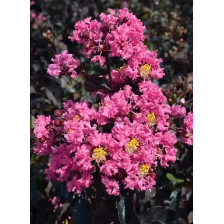 LAGERSTROEMIA BLACK SOLITAIRE SHELL PINK