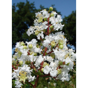 LAGERSTROEMIA BLANC