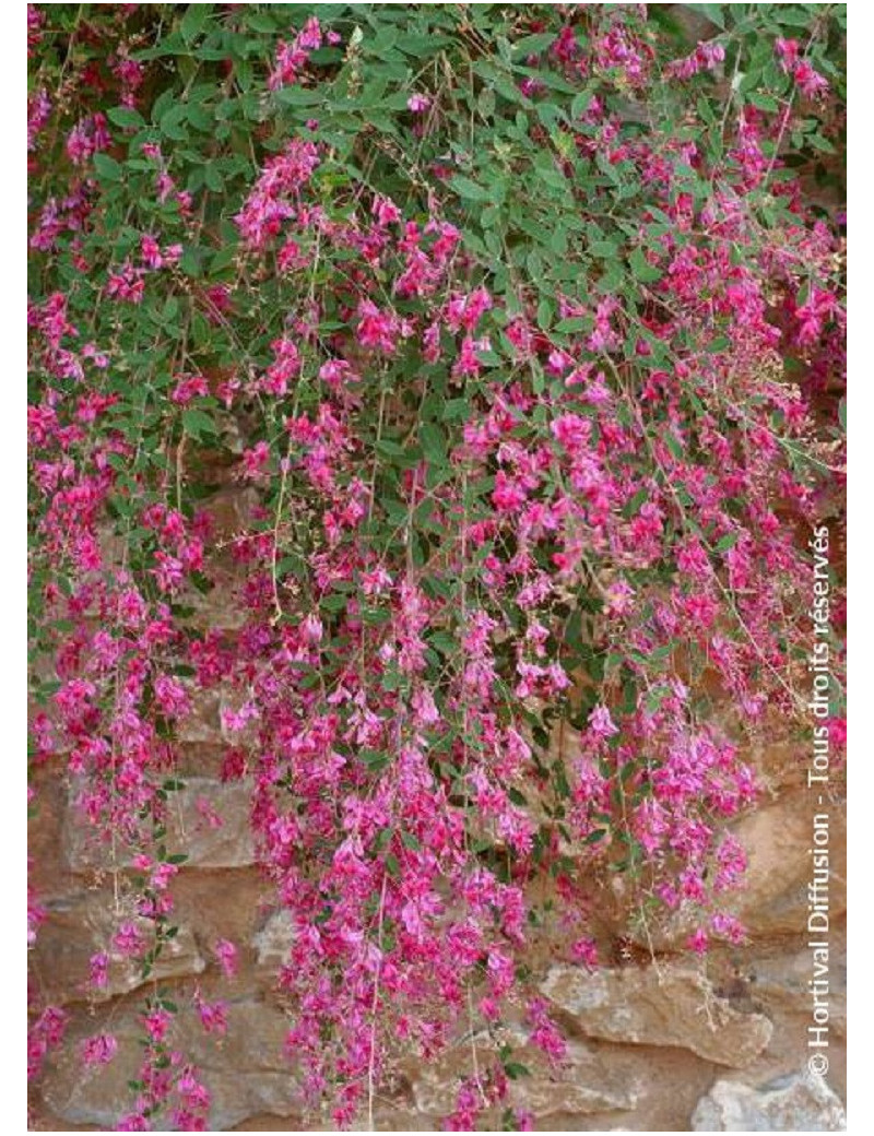 LESPEDEZA thunbergii