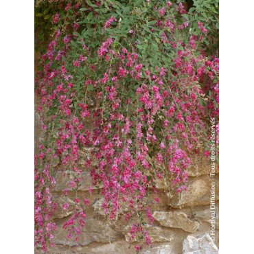 LESPEDEZA thunbergii