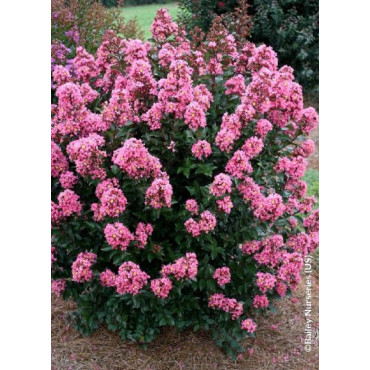 LAGERSTROEMIA CORAL MAGIC