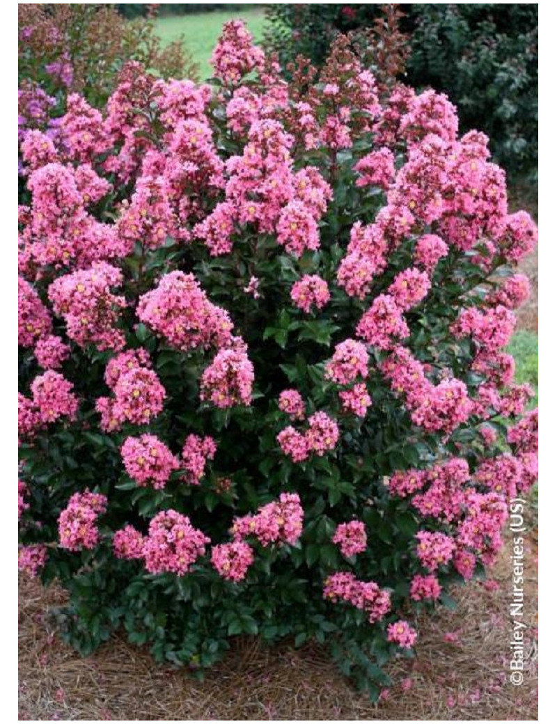 LAGERSTROEMIA CORAL MAGIC