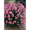 LAGERSTROEMIA CORAL MAGIC