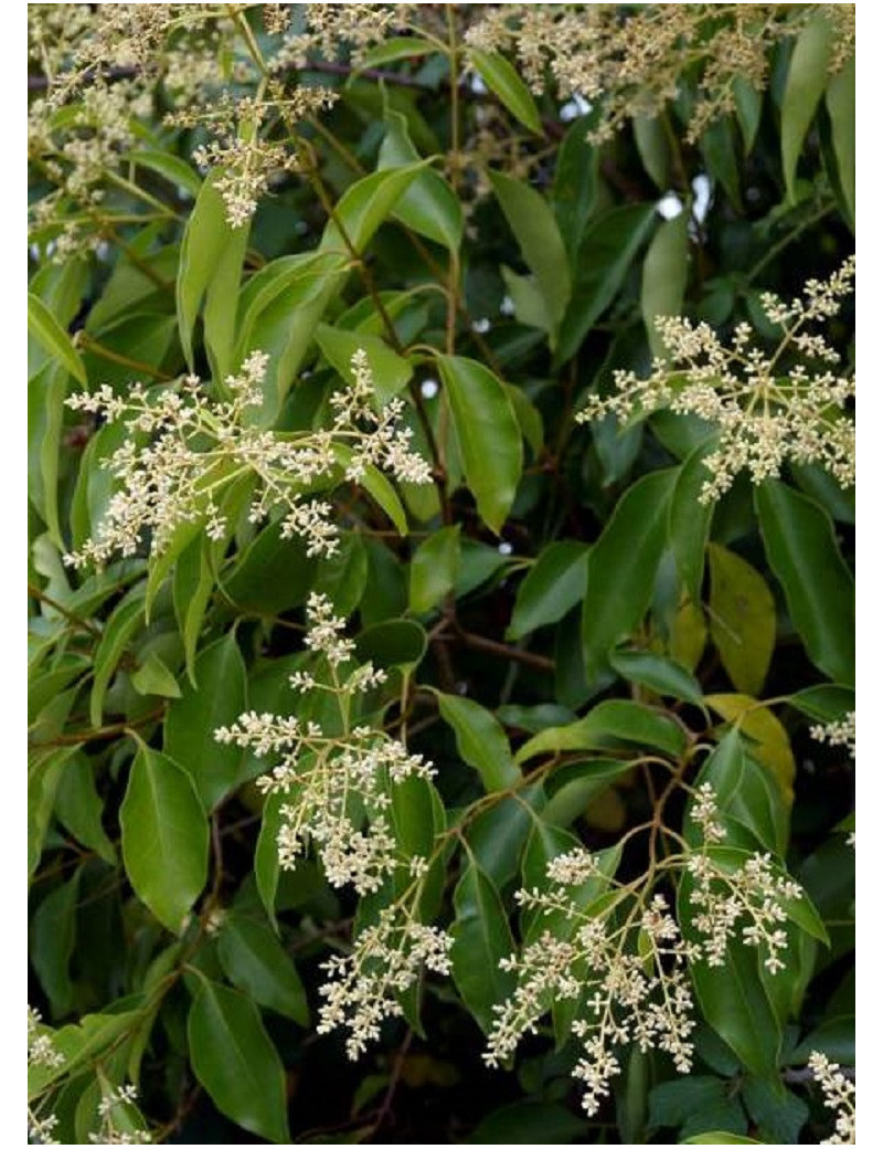 LIGUSTRUM japonicum