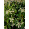 LIGUSTRUM japonicum