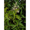 LIGUSTRUM japonicum