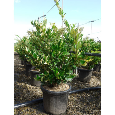 LIGUSTRUM japonicum TEXANUM En pot de 25-30 litres