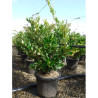 LIGUSTRUM japonicum TEXANUM En pot de 25-30 litres