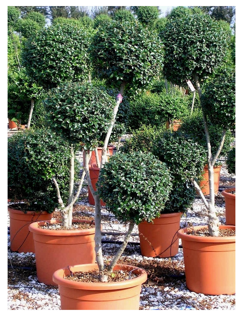 LIGUSTRUM delavayanum