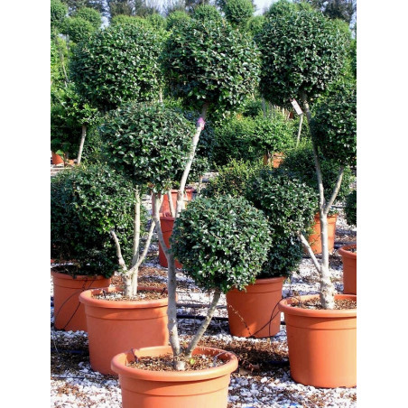 LIGUSTRUM delavayanum