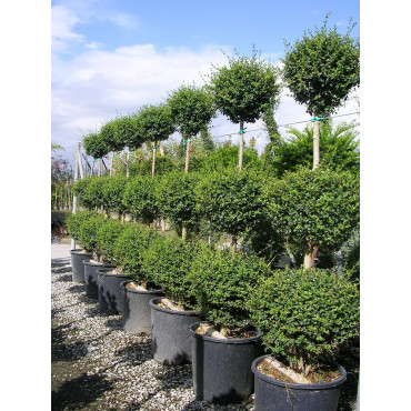 LIGUSTRUM delavayanum