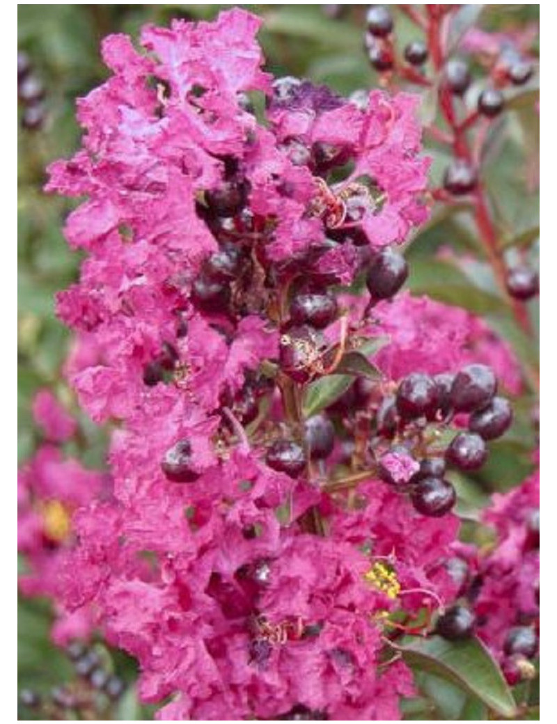 LAGERSTROEMIA ENDURING PINK