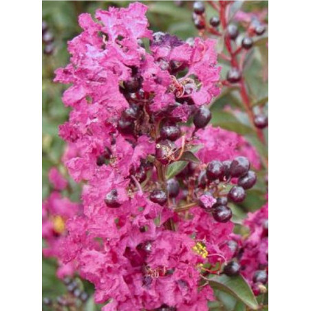 LAGERSTROEMIA ENDURING PINK