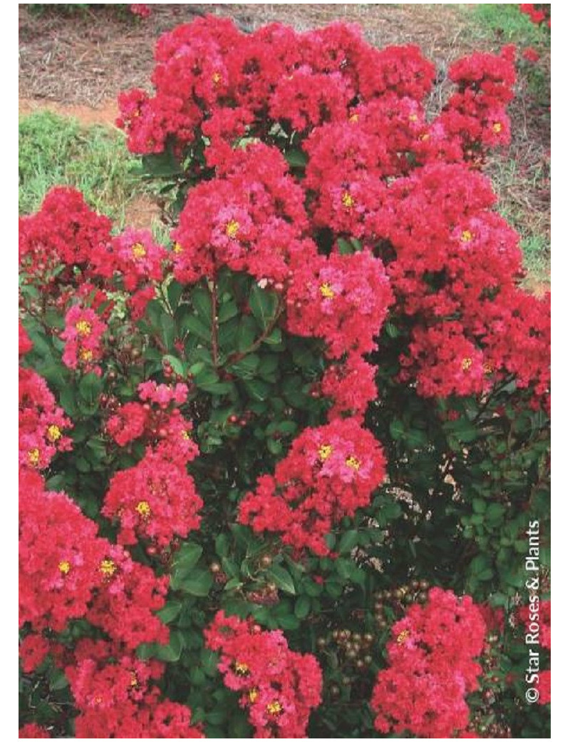 LAGERSTROEMIA ENDURING RED