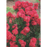 LAGERSTROEMIA ENDURING RED