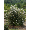 LAGERSTROEMIA ENDURING WHITE