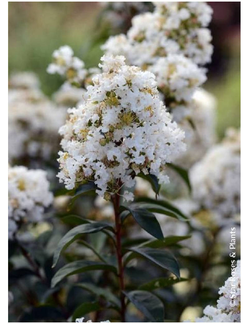 LAGERSTROEMIA ENDURING WHITE