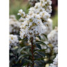 LAGERSTROEMIA ENDURING WHITE