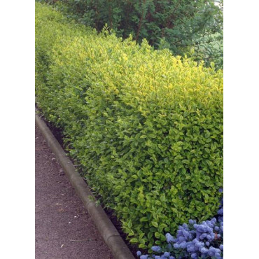 LIGUSTRUM ovalifolium AUREUM