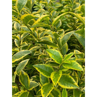 LIGUSTRUM ovalifolium AUREUM