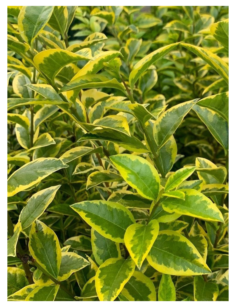 LIGUSTRUM ovalifolium AUREUM