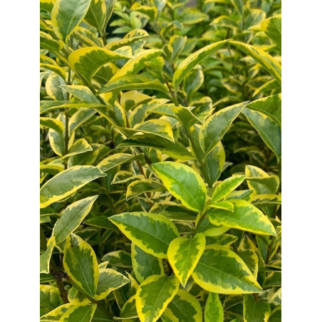 LIGUSTRUM ovalifolium AUREUM