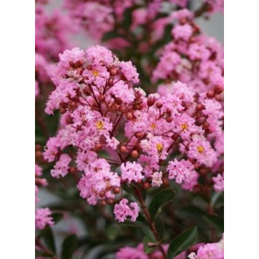 LAGERSTROEMIA EVELINE