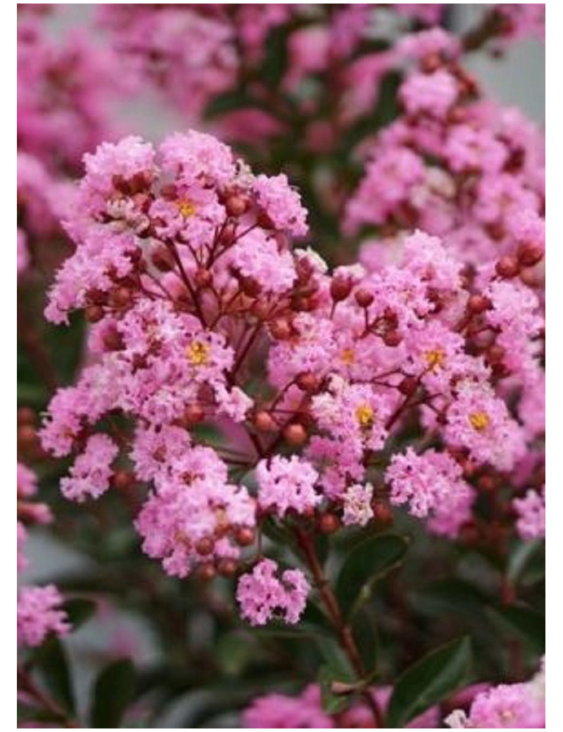 LAGERSTROEMIA EVELINE