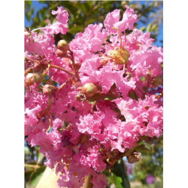 LAGERSTROEMIA MONTBAZILLAC