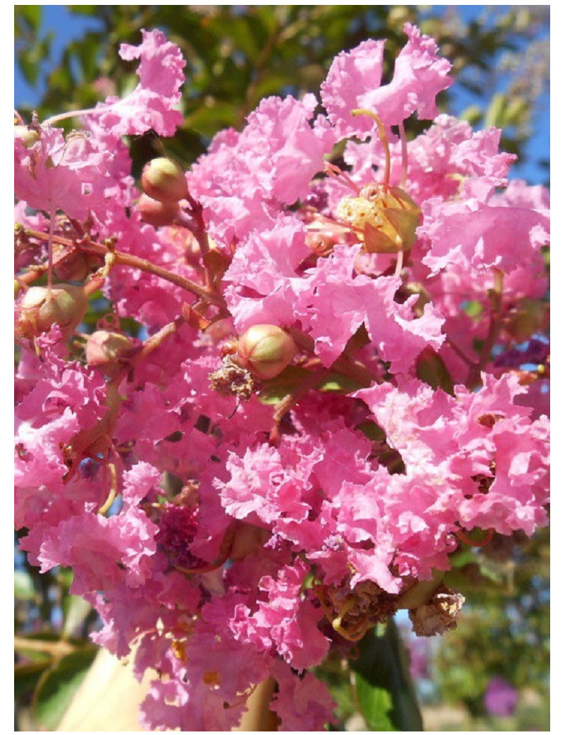 LAGERSTROEMIA MONTBAZILLAC