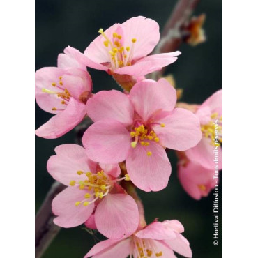 PRUNUS kurilensis RUBY