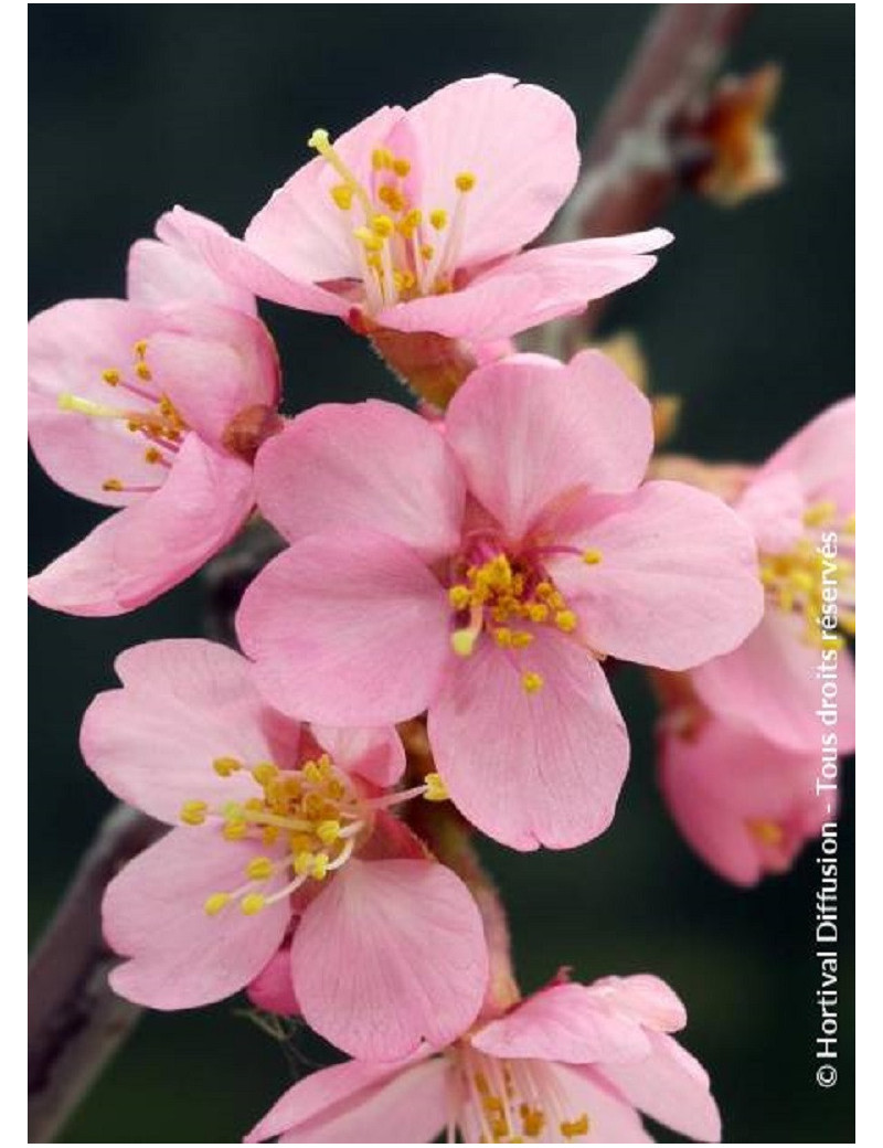 PRUNUS kurilensis RUBY