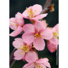 PRUNUS kurilensis RUBY