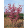 PRUNUS kurilensis RUBY