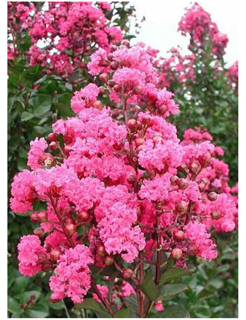 LAGERSTROEMIA PINK VELOUR