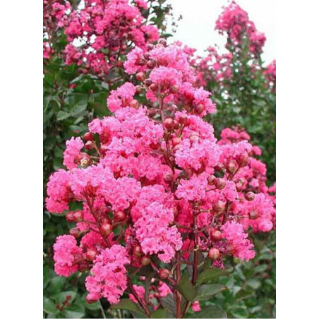 LAGERSTROEMIA PINK VELOUR