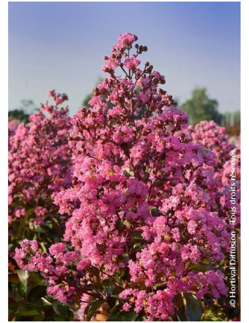 LAGERSTROEMIA RHAPSODY IN PINK